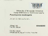 Pseudopeziza medicaginis image