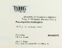 Pseudopeziza medicaginis image