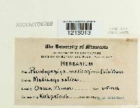 Pseudopeziza medicaginis image