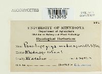 Pseudopeziza medicaginis image