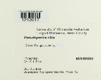 Drepanopeziza ribis image