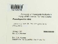 Drepanopeziza ribis image