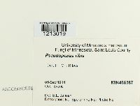 Drepanopeziza ribis image