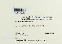 Drepanopeziza ribis image