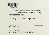 Drepanopeziza ribis image