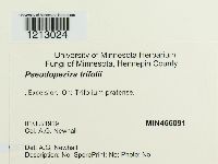 Media resource of Pseudopeziza trifolii
