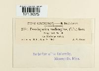 Pseudopeziza medicaginis image