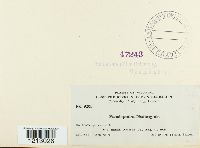 Pseudopeziza medicaginis image