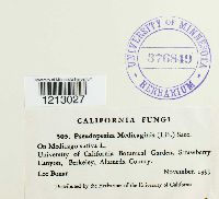 Pseudopeziza medicaginis image