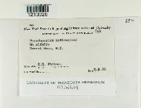 Pseudopeziza medicaginis image