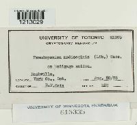 Pseudopeziza medicaginis image