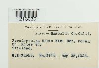 Pseudopeziza medicaginis image