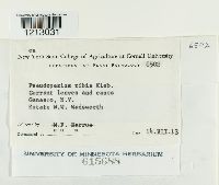 Drepanopeziza ribis image