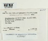 Pseudopeziza trifolii image