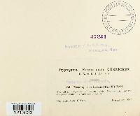 Pseudopeziza trifolii image