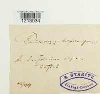 Pseudopeziza trifolii image