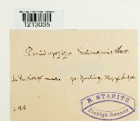 Pseudopeziza medicaginis image