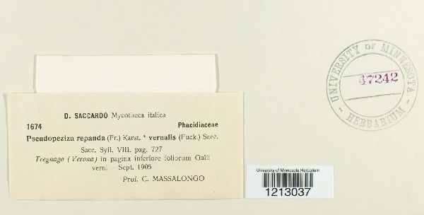 Leptotrochila repanda image