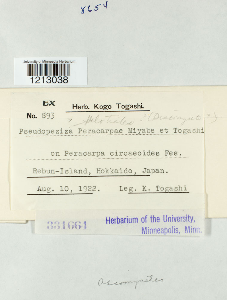 Pseudopeziza peracarpae image