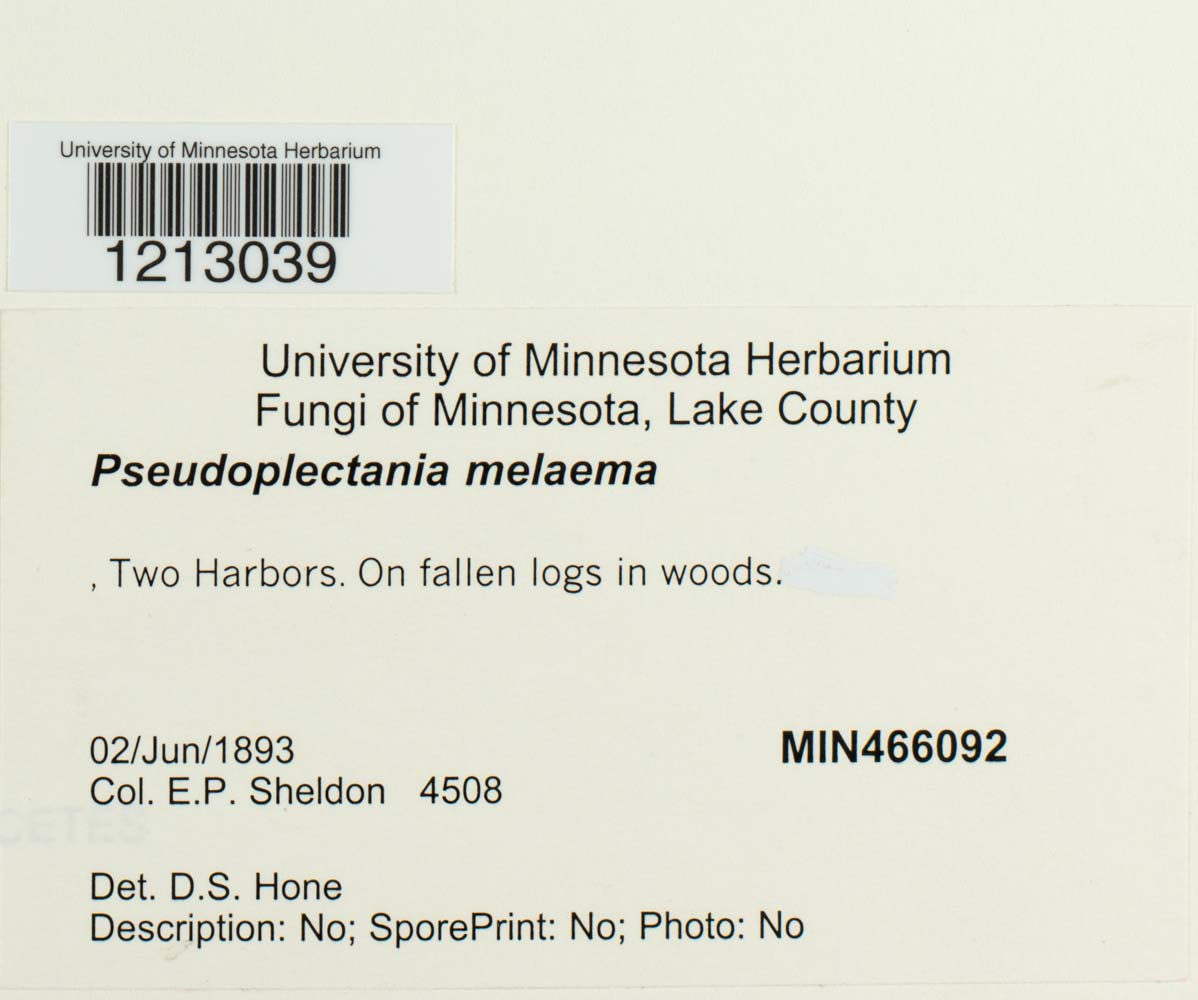 Pseudoplectania melaena image