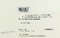 Pseudoplectania melaena image