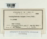 Media resource of Caloscypha fulgens