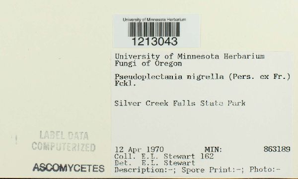 Pseudoplectania nigrella image