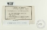 Pseudoplectania nigrella image