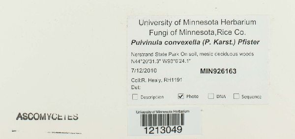 Pulvinula convexella image