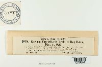 Pulvinula convexella image