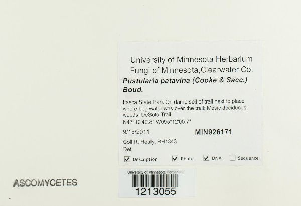Pustularia patavina image