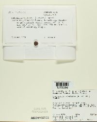 Tarzetta cupularis image