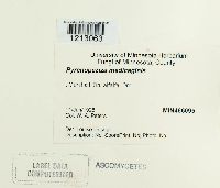 Leptotrochila medicaginis image