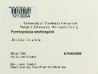 Leptotrochila medicaginis image