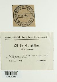 Botrytis epichloes image