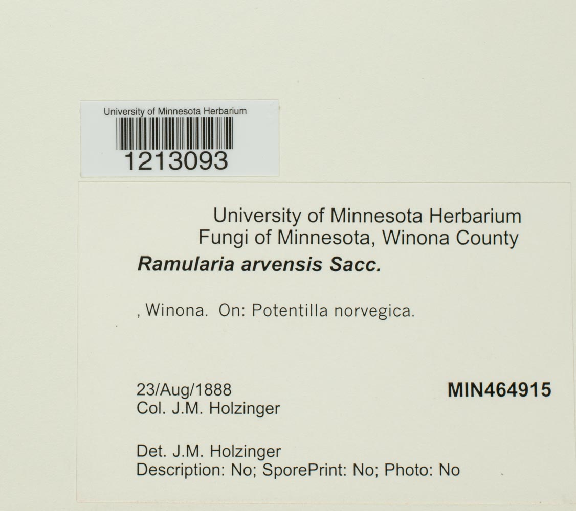 Ramularia arvensis image