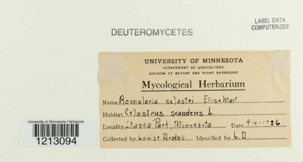 Ramularia celastri image