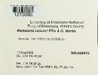 Ramularia celastri image