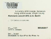 Ramularia celastri image