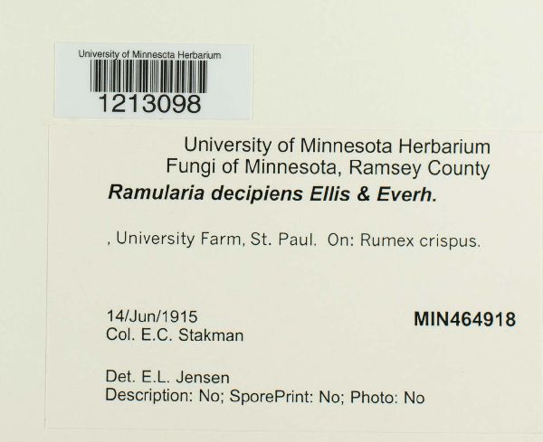 Ramularia decipiens image