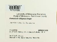 Ramularia didyma image