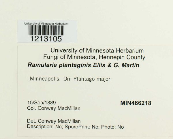 Ramularia plantaginis image