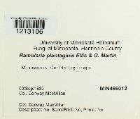 Ramularia plantaginis image