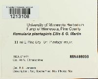 Ramularia plantaginis image