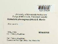 Ramularia plantaginis image