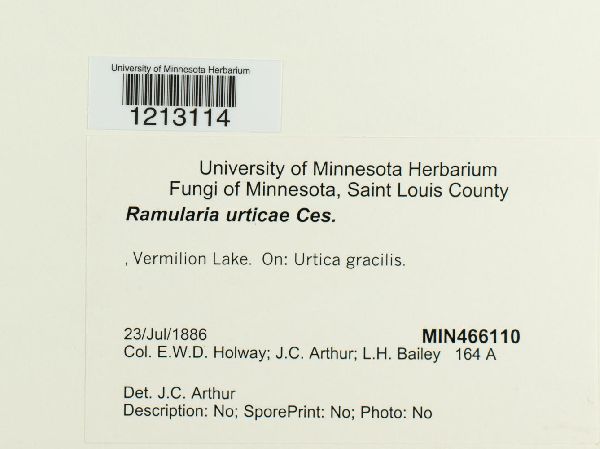 Ramularia urticae image
