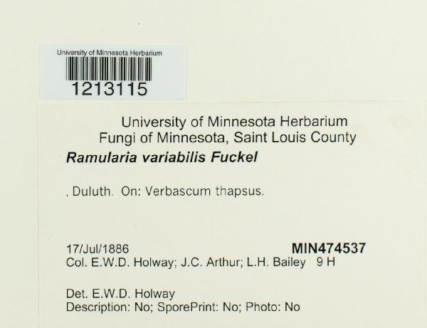 Ramularia variabilis image