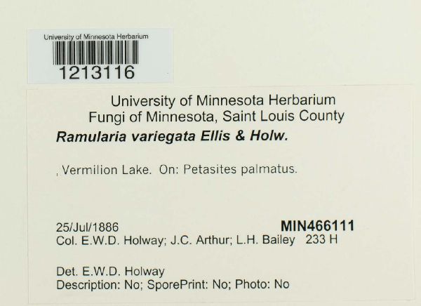 Ramularia variegata image