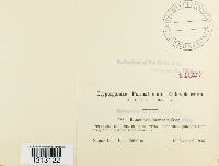 Ramularia arvensis image