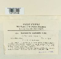 Ramularia variabilis image